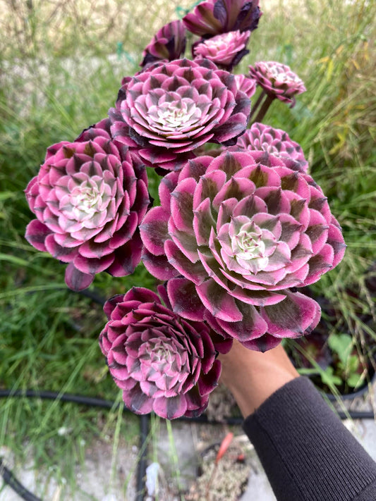 Aeonium zwarking rose variegado cluster