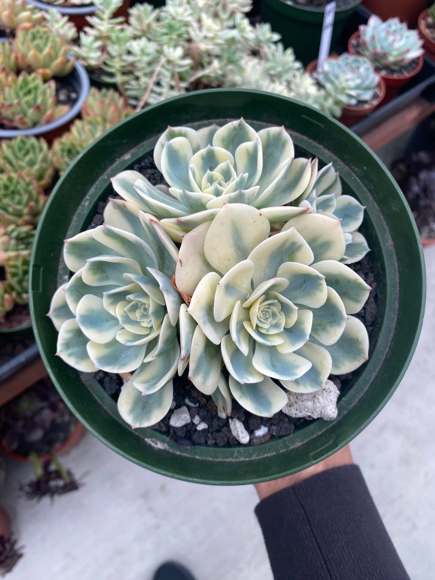 Echeveria compton carousel