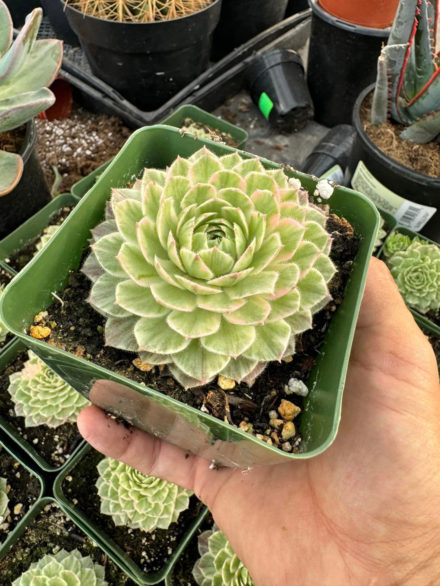 Sempervivum saxon variegated