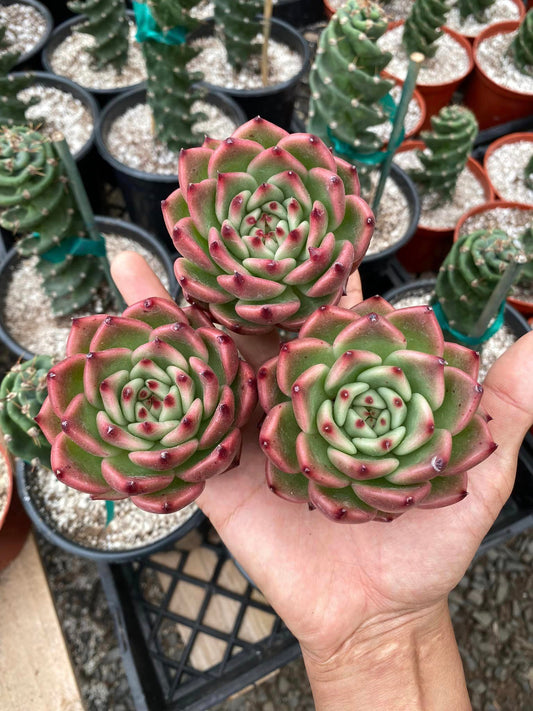 Agavoides white night