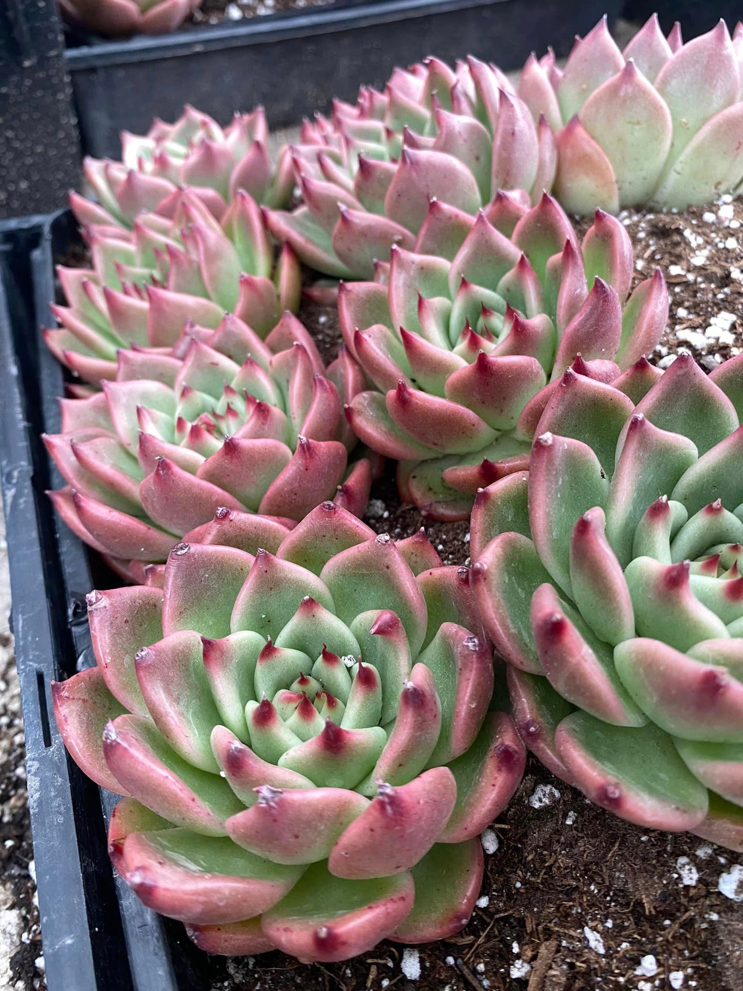 Agavoides white night