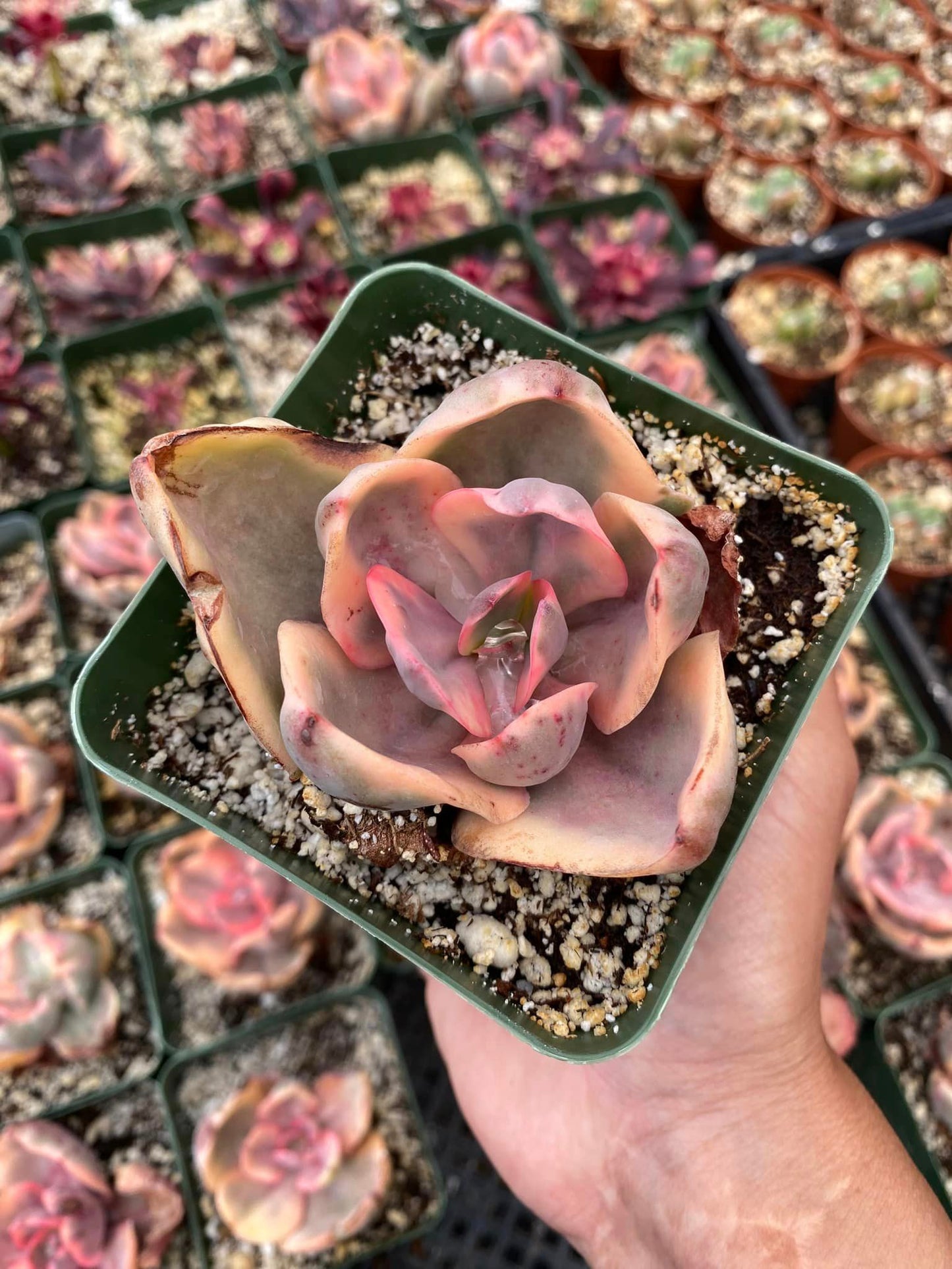 Echeveria golden state