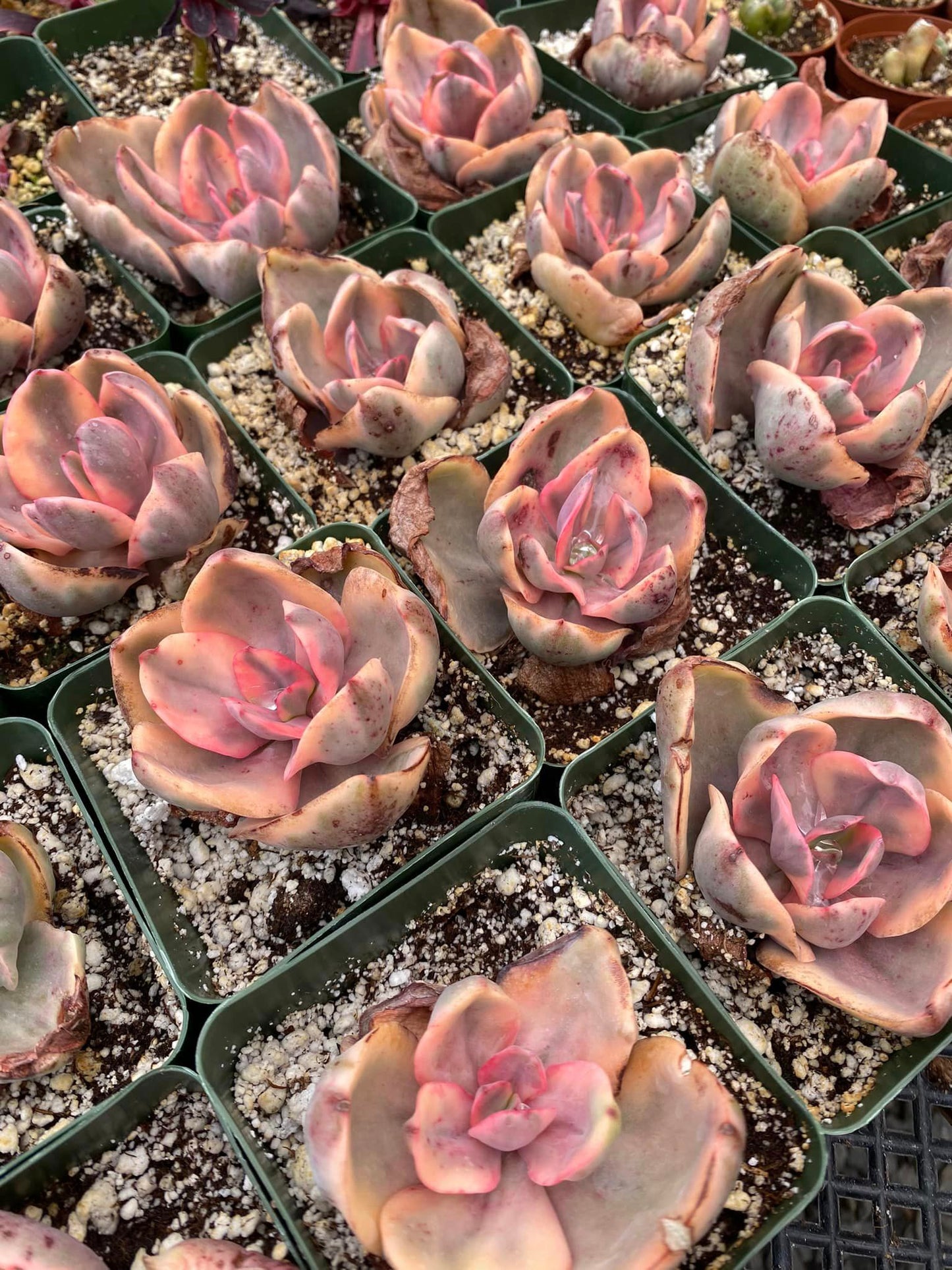 Echeveria golden state