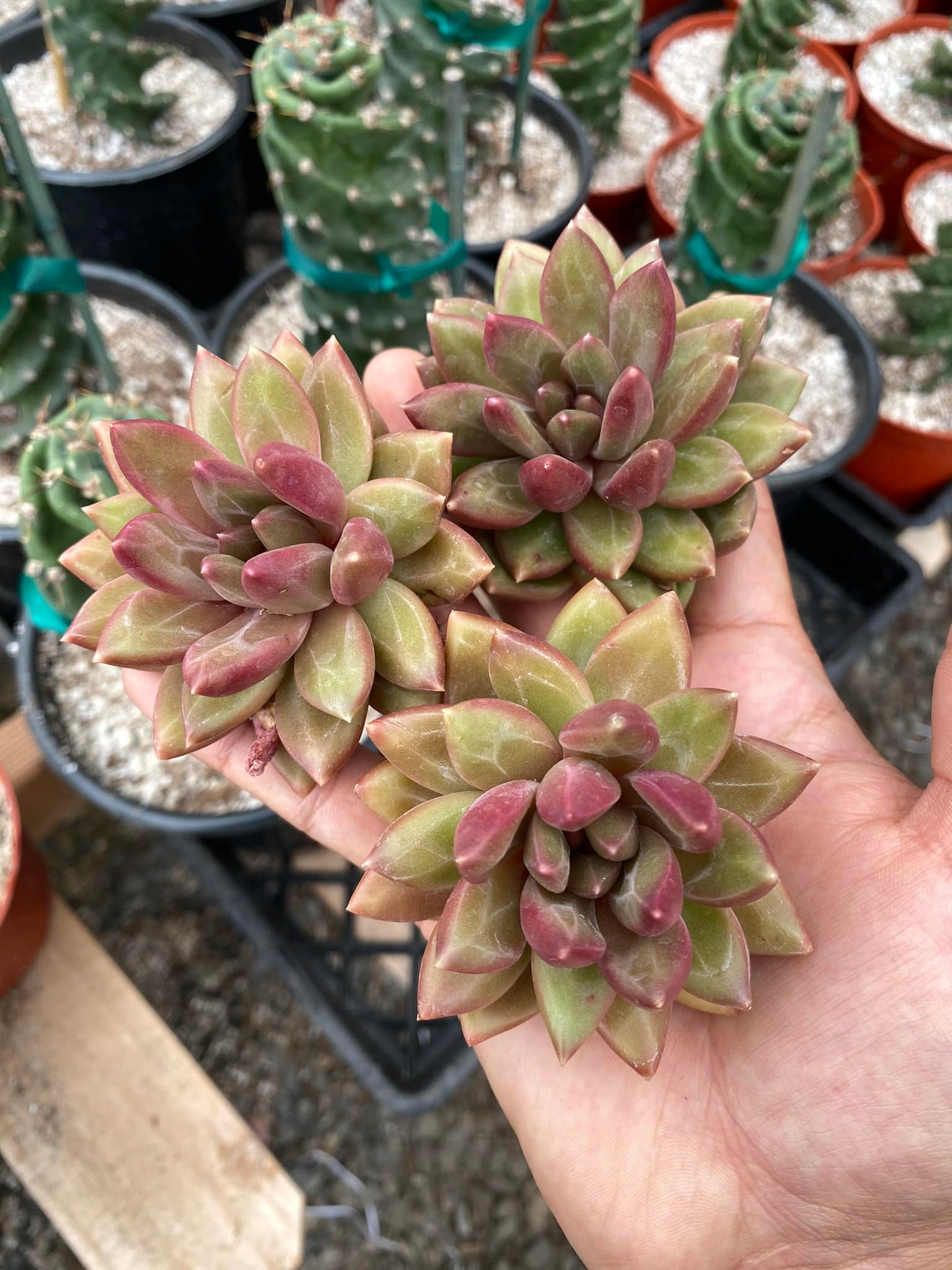 Echeveria tivolli