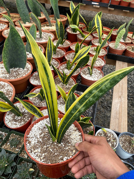 Sansevierias yellow flame