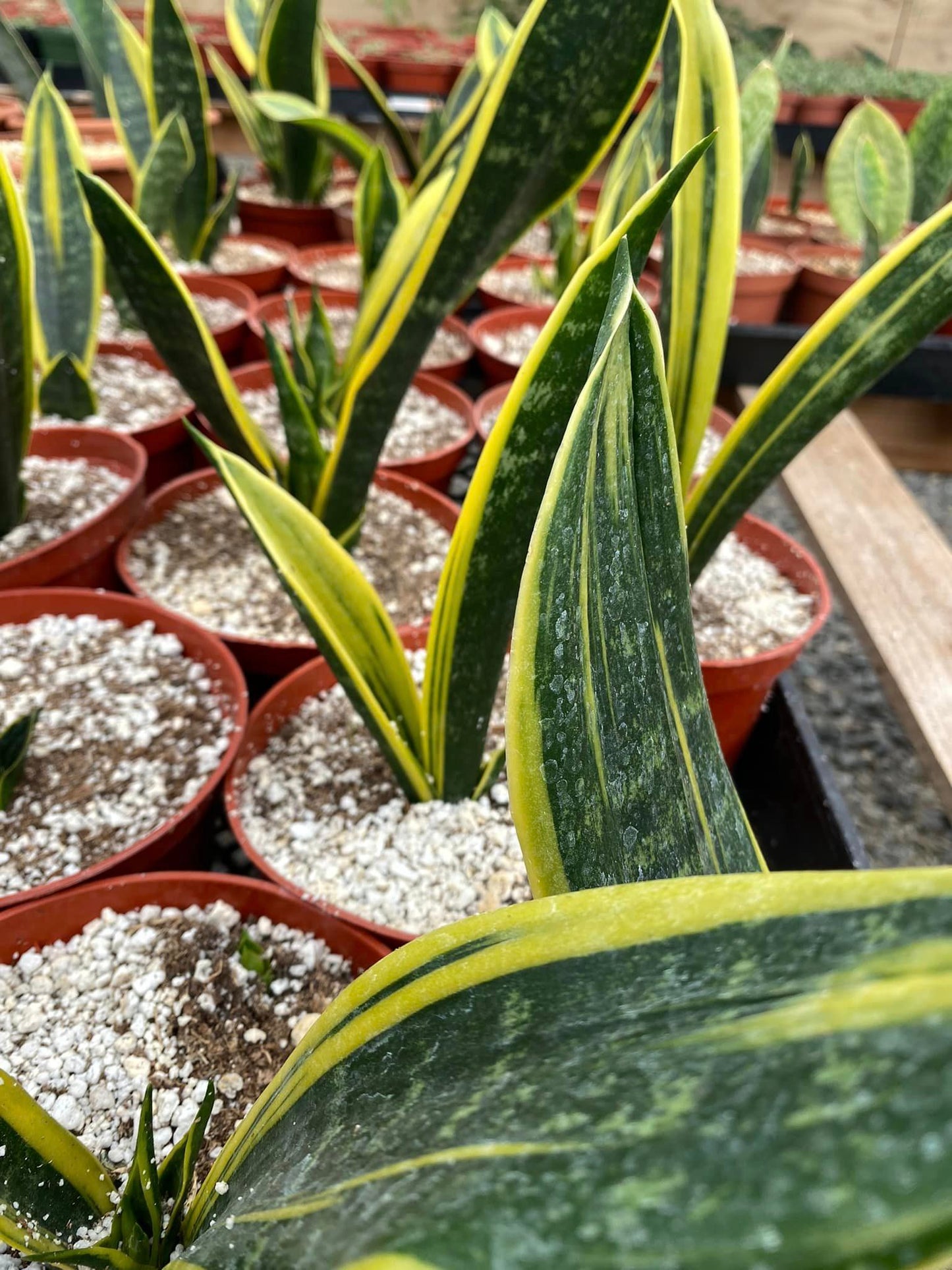 Sansevierias yellow flame