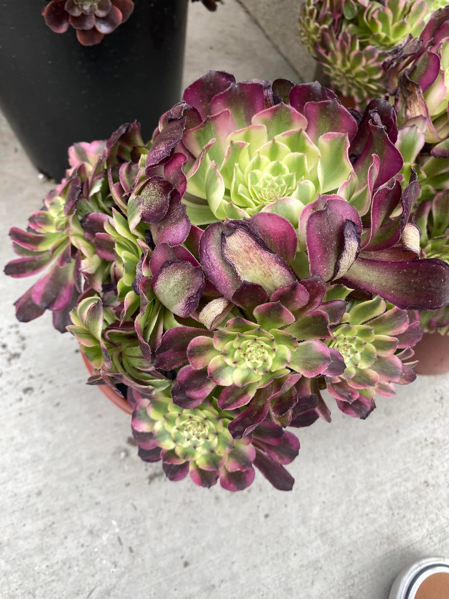 Aeonium ink fairy variegado