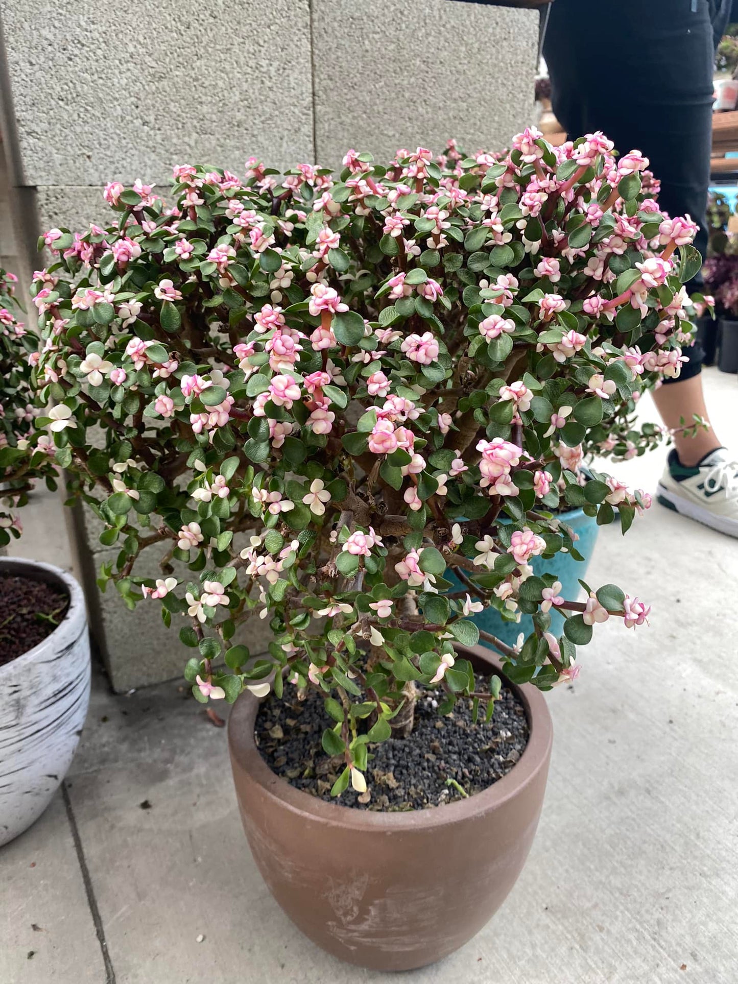 Portucalaria afra pink variegado jumboo