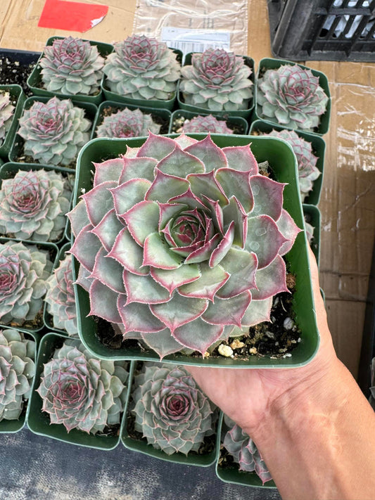 Sempervivum Crispin