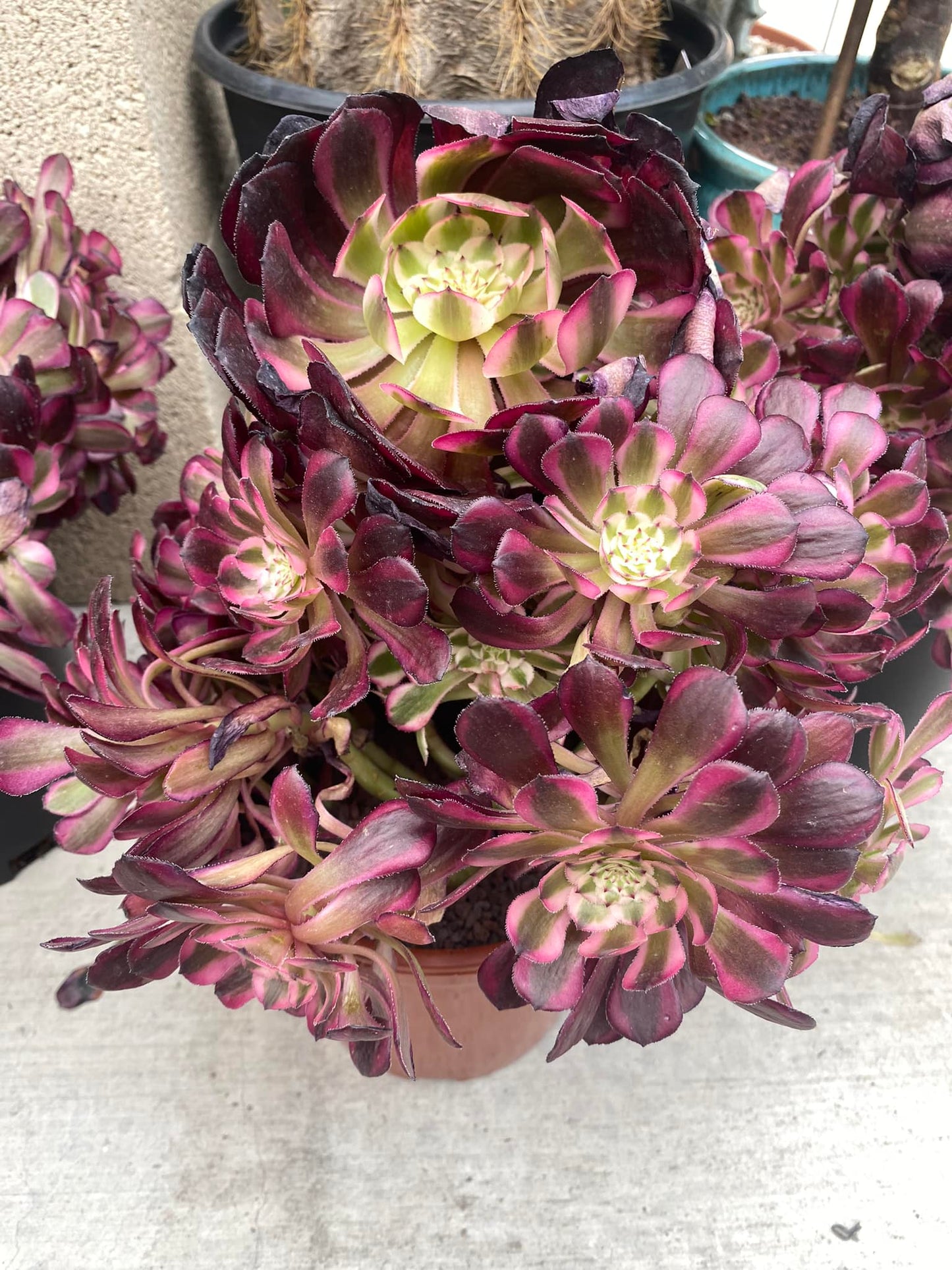 Aeonium pink beauty