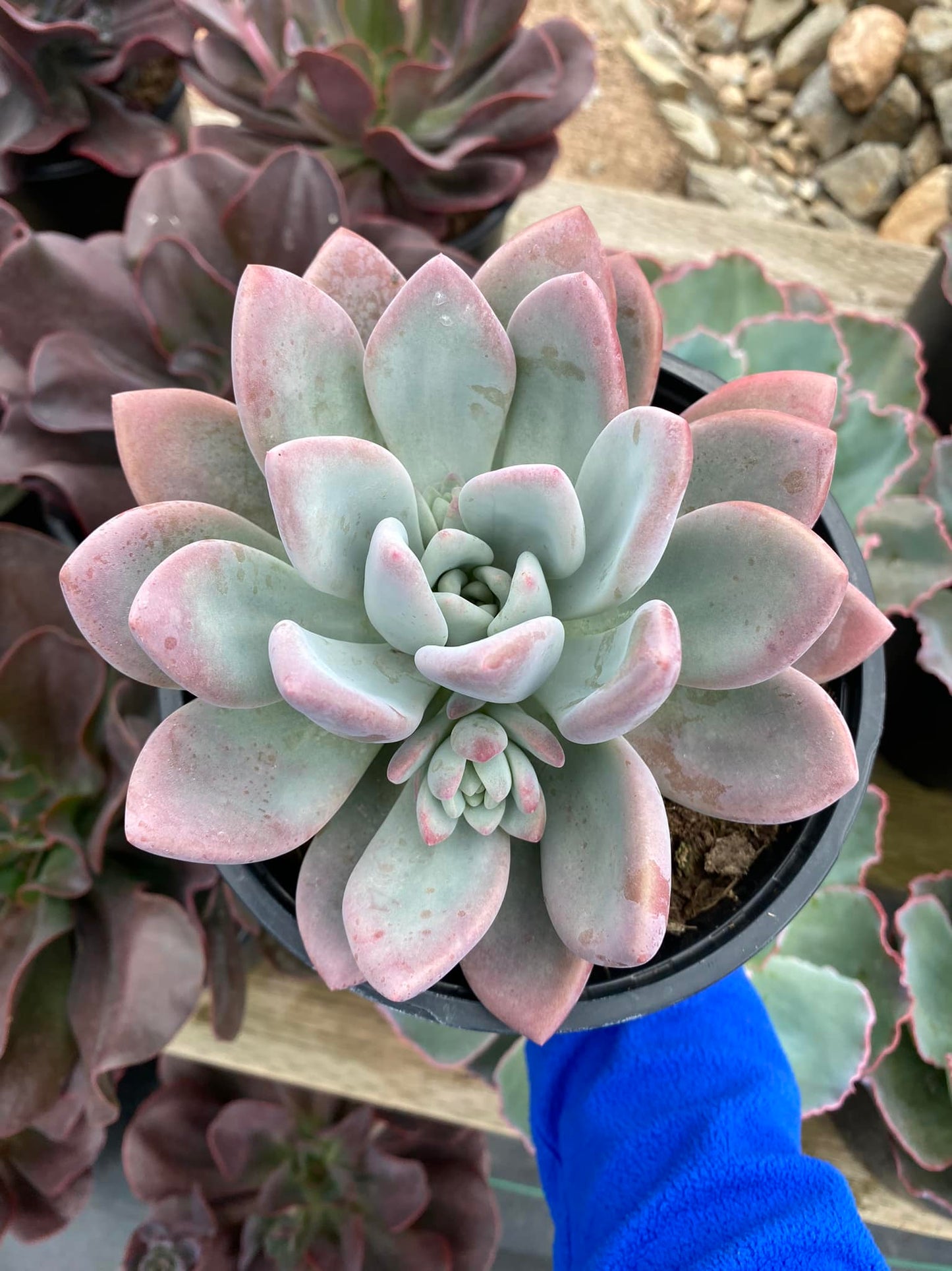 Graptoveria Opalina grande