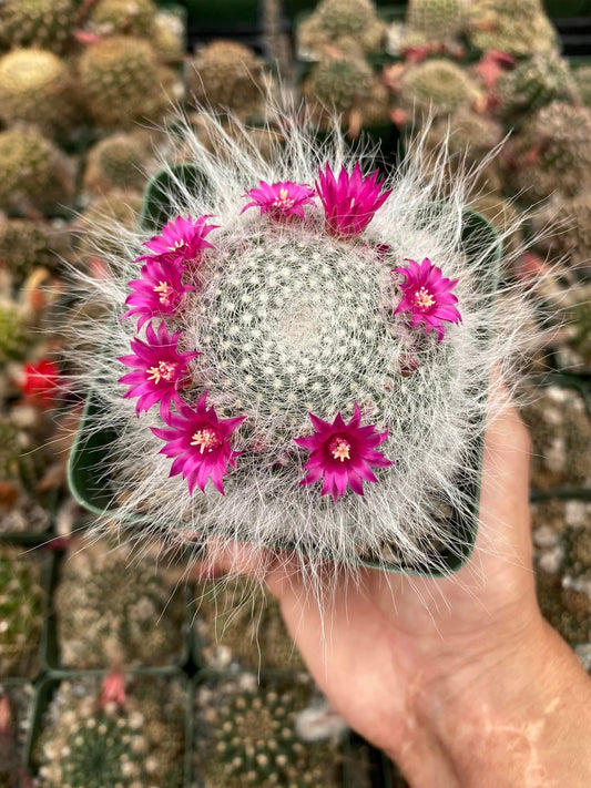 Mammillaria hahnniana