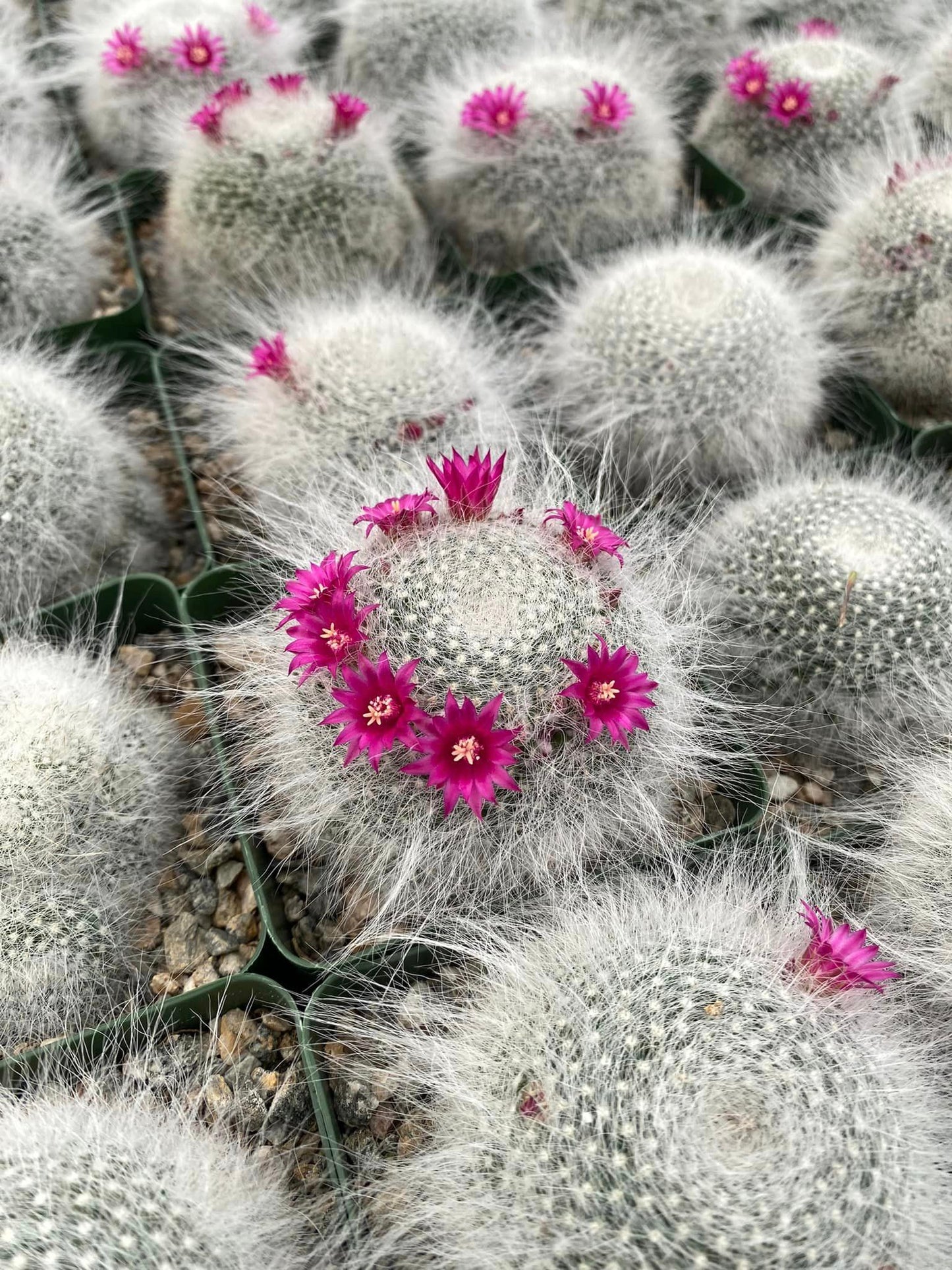 Mammillaria hahnniana