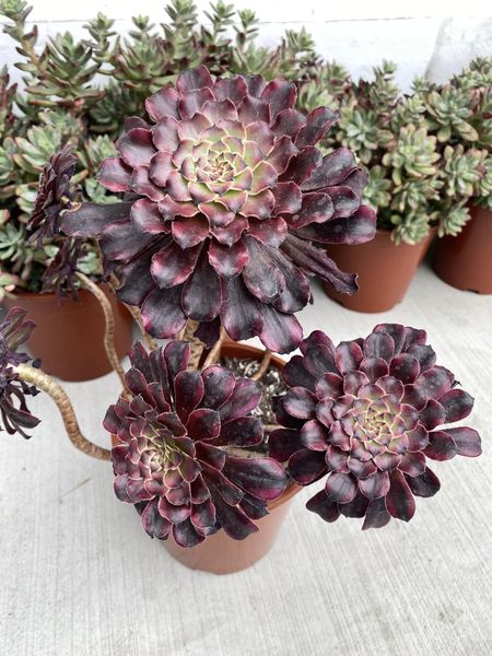 Aeonium snow girl cluster