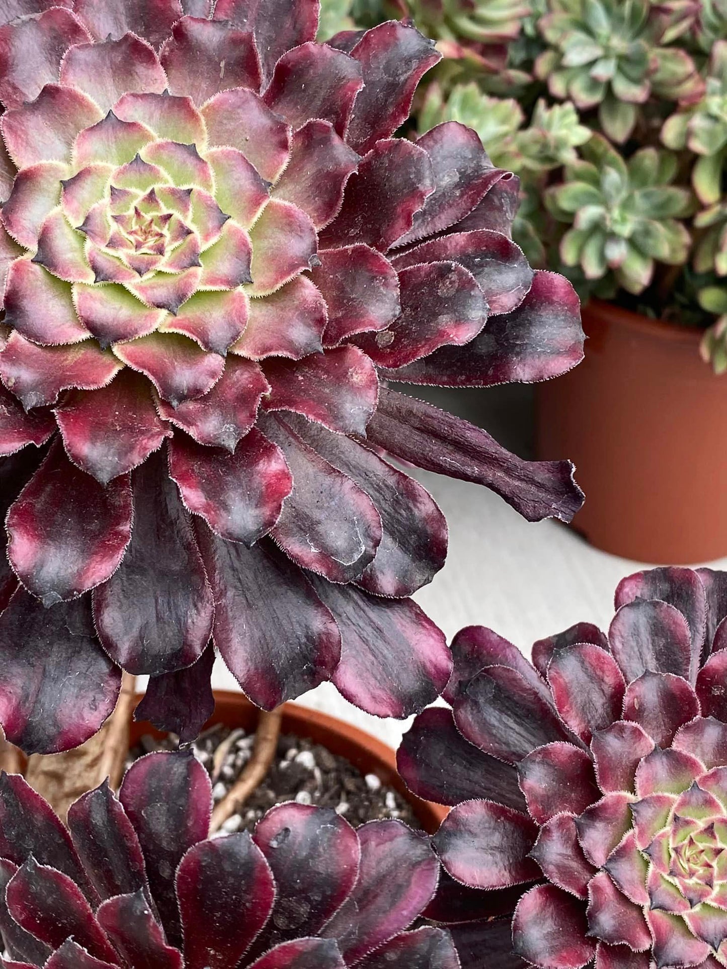 Aeonium snow girl cluster