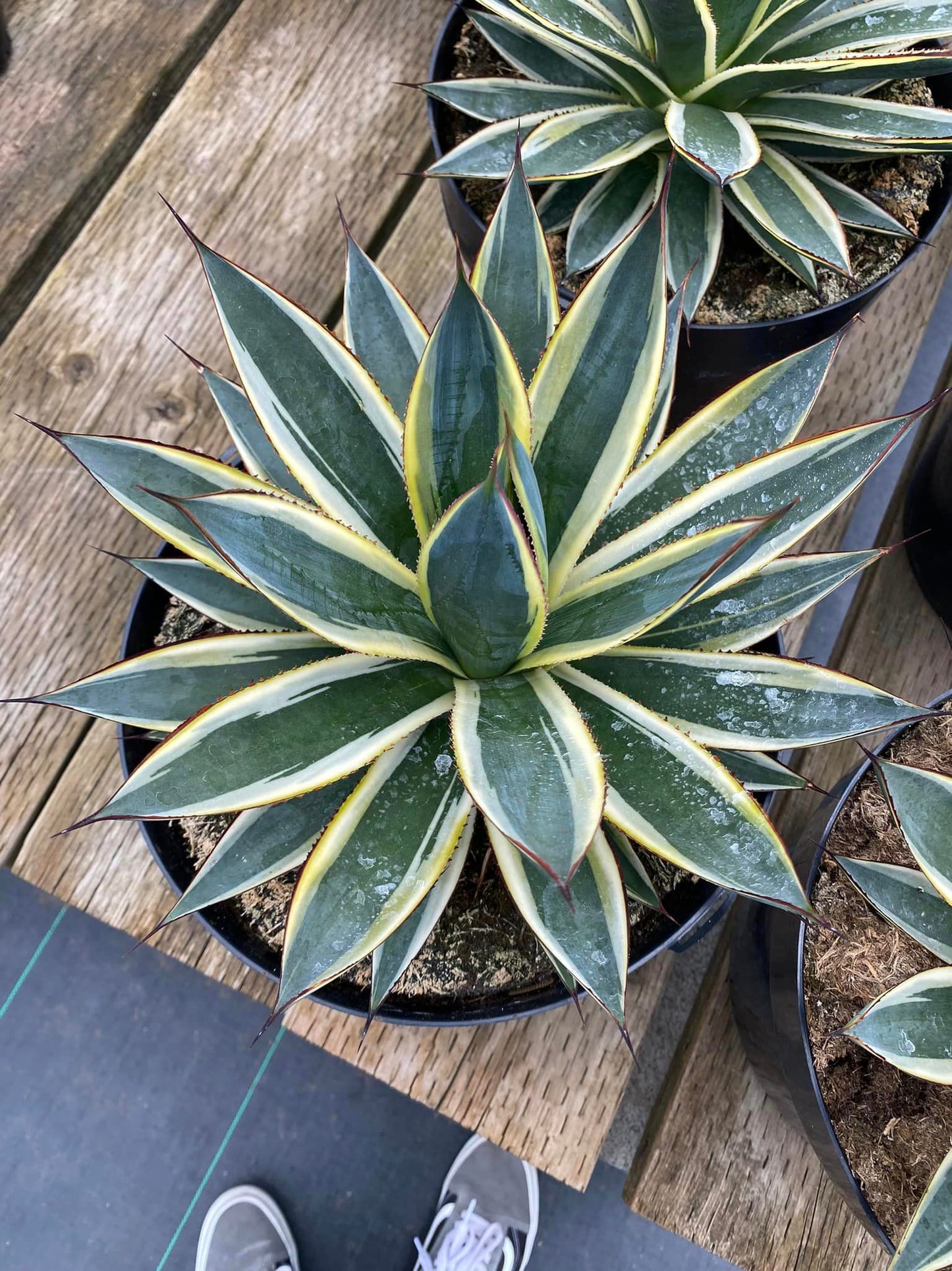 Agave Sun glow jumbo