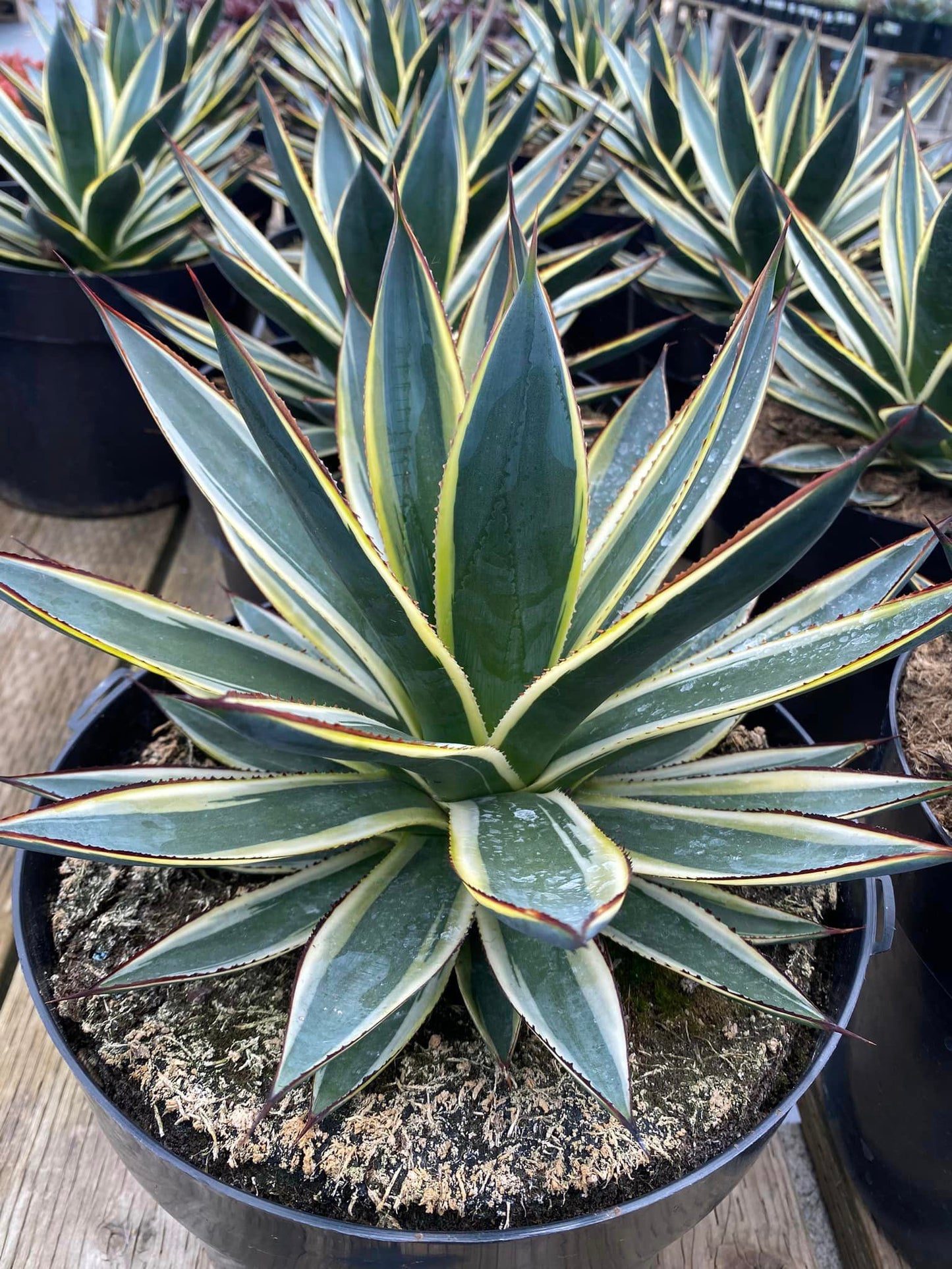 Agave Sun glow jumbo