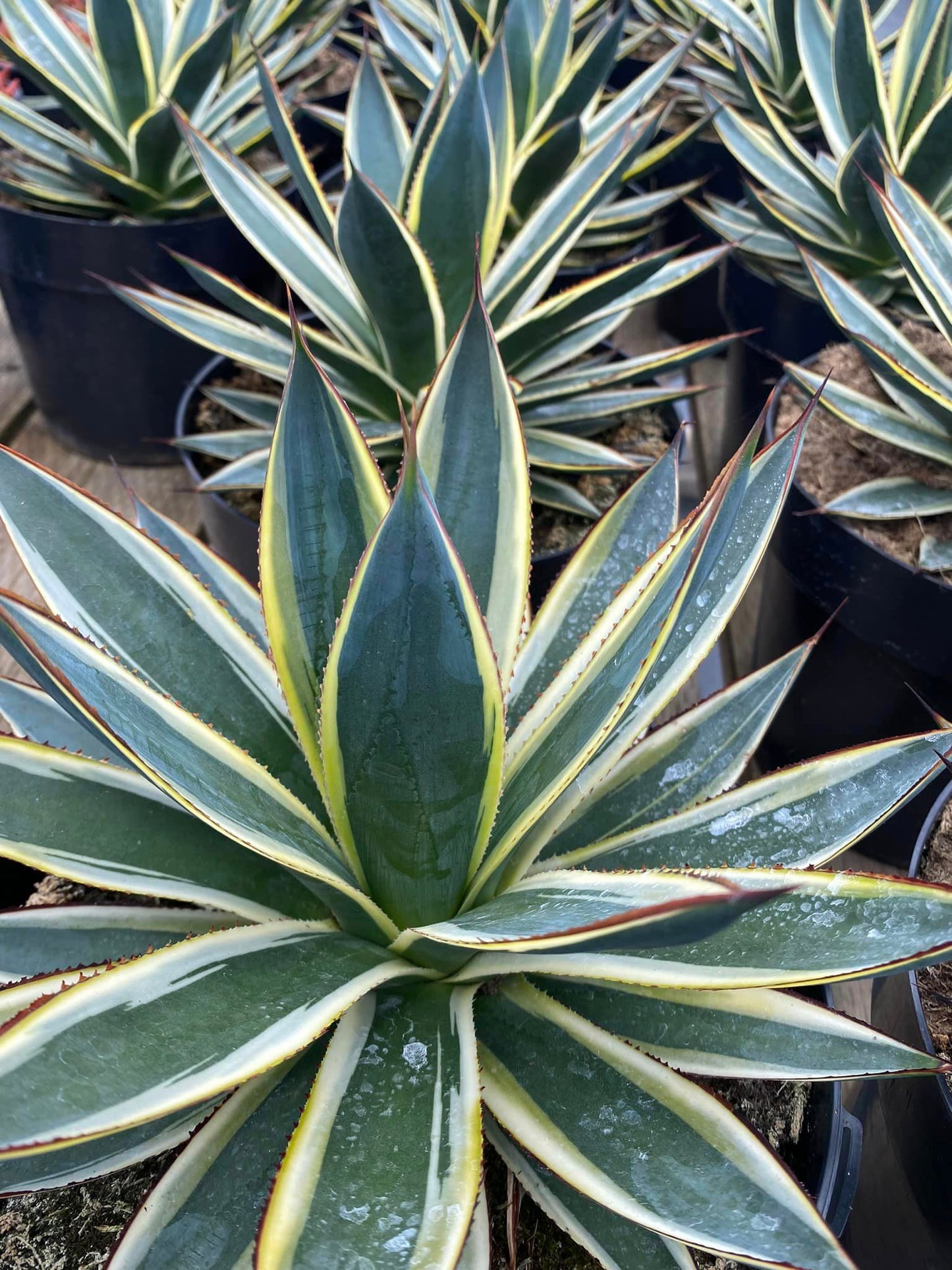 Agave Sun glow jumbo