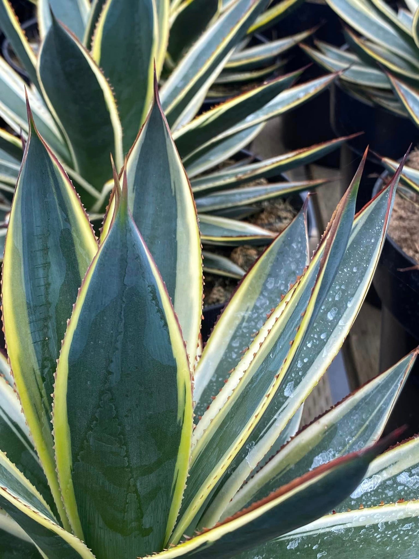 Agave Sun glow jumbo