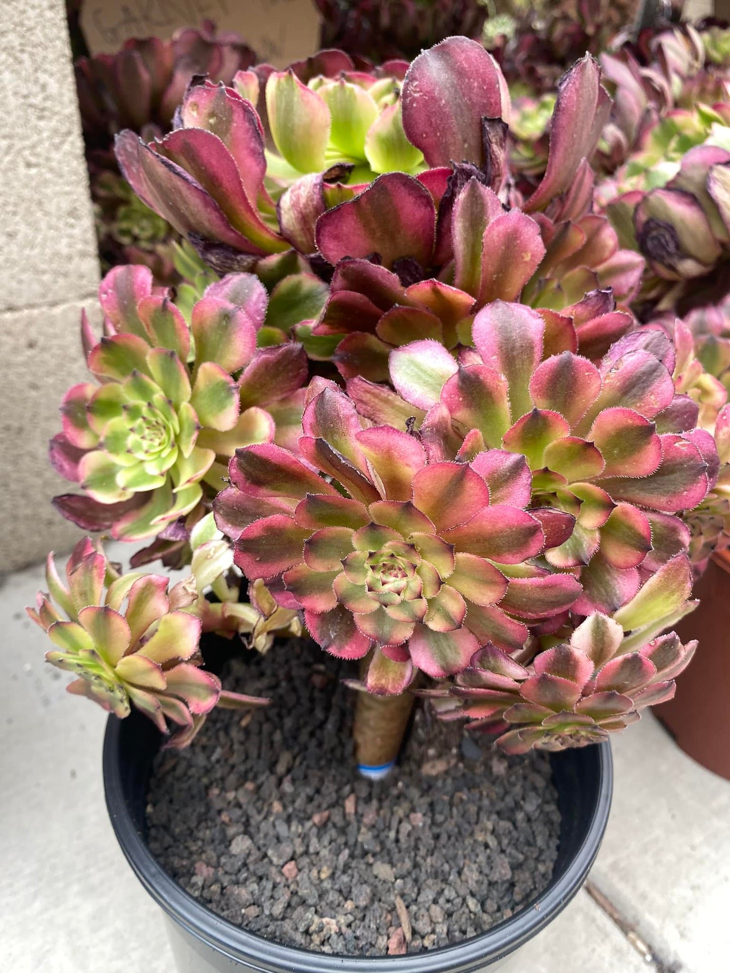 Aeonium garnet yellow cluster variegado