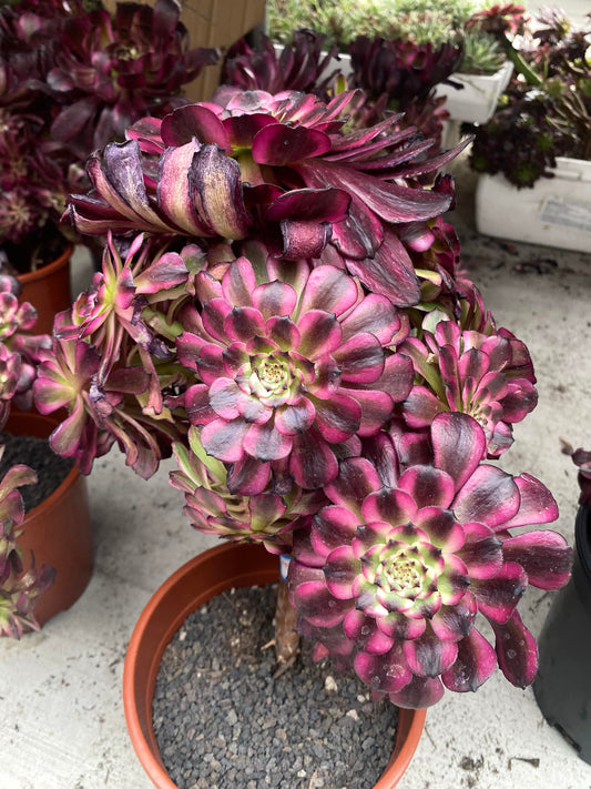 Aeonium firework cluster variegated