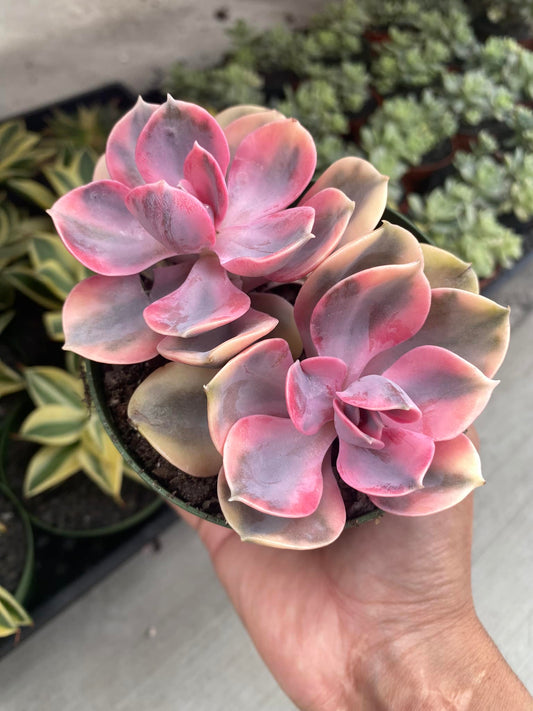 Echeveria rainbow dos cabezas