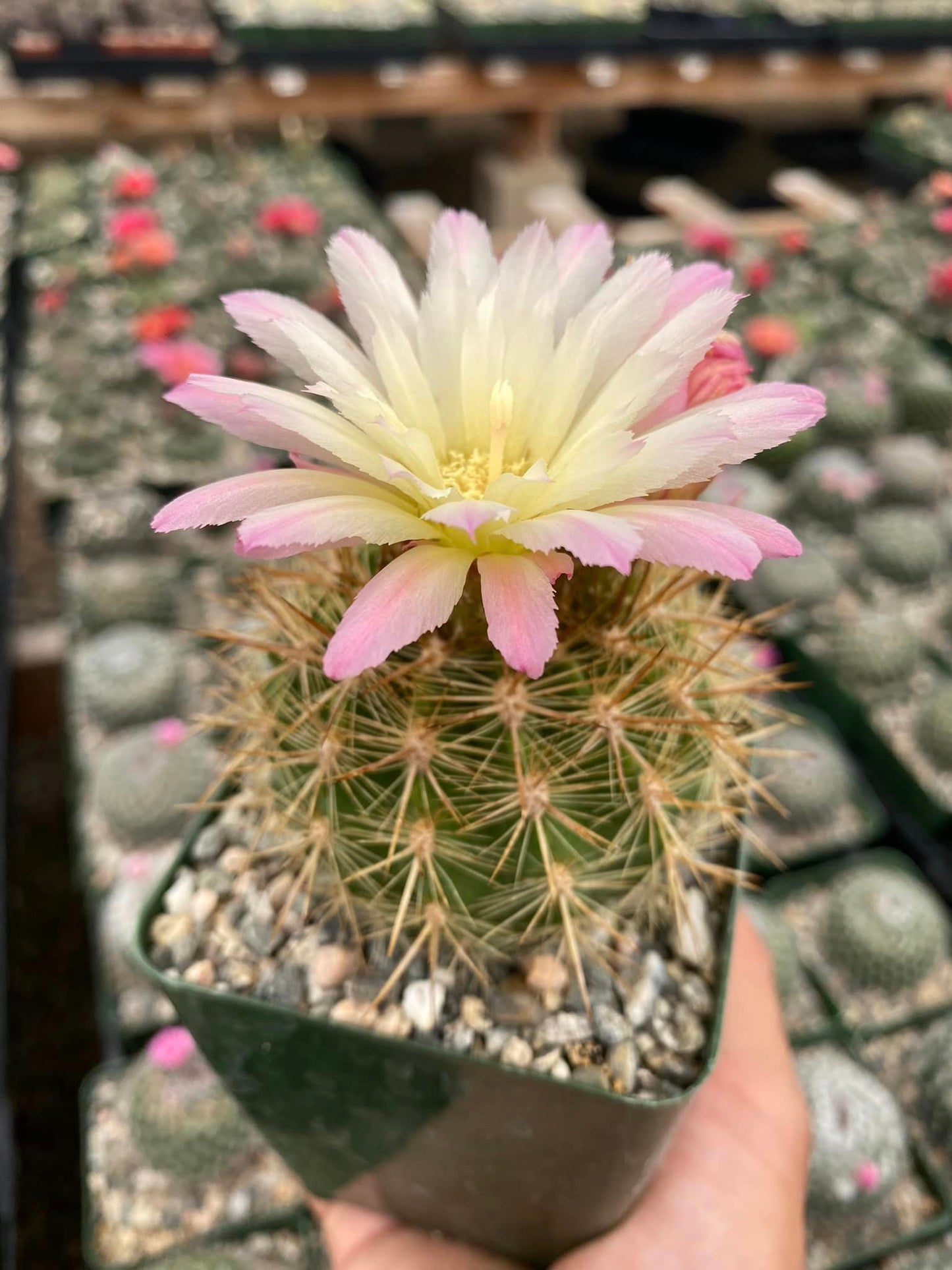 Neochilenia chilensis var. Albidiflora