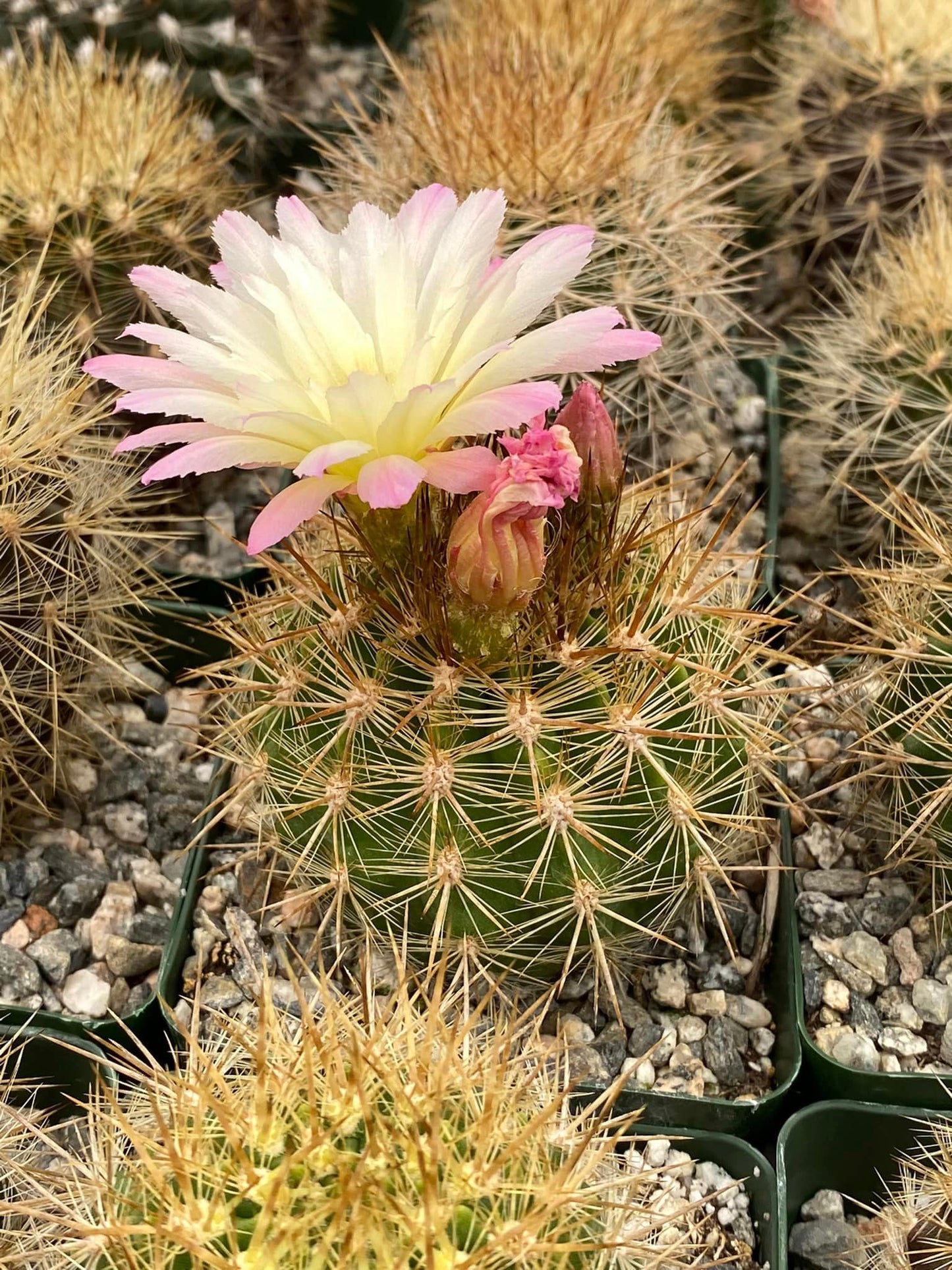 Neochilenia chilensis var. Albidiflora