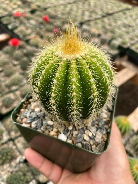 Notocactus warasii