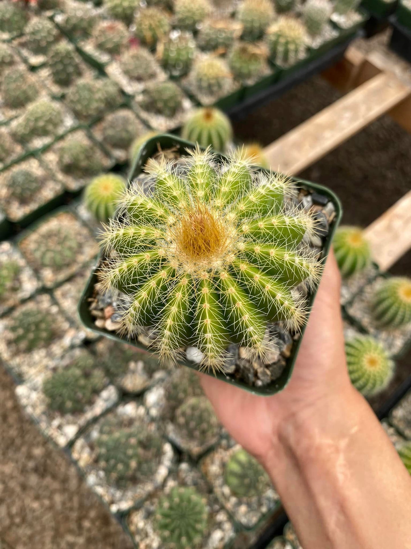 Notocactus warasii