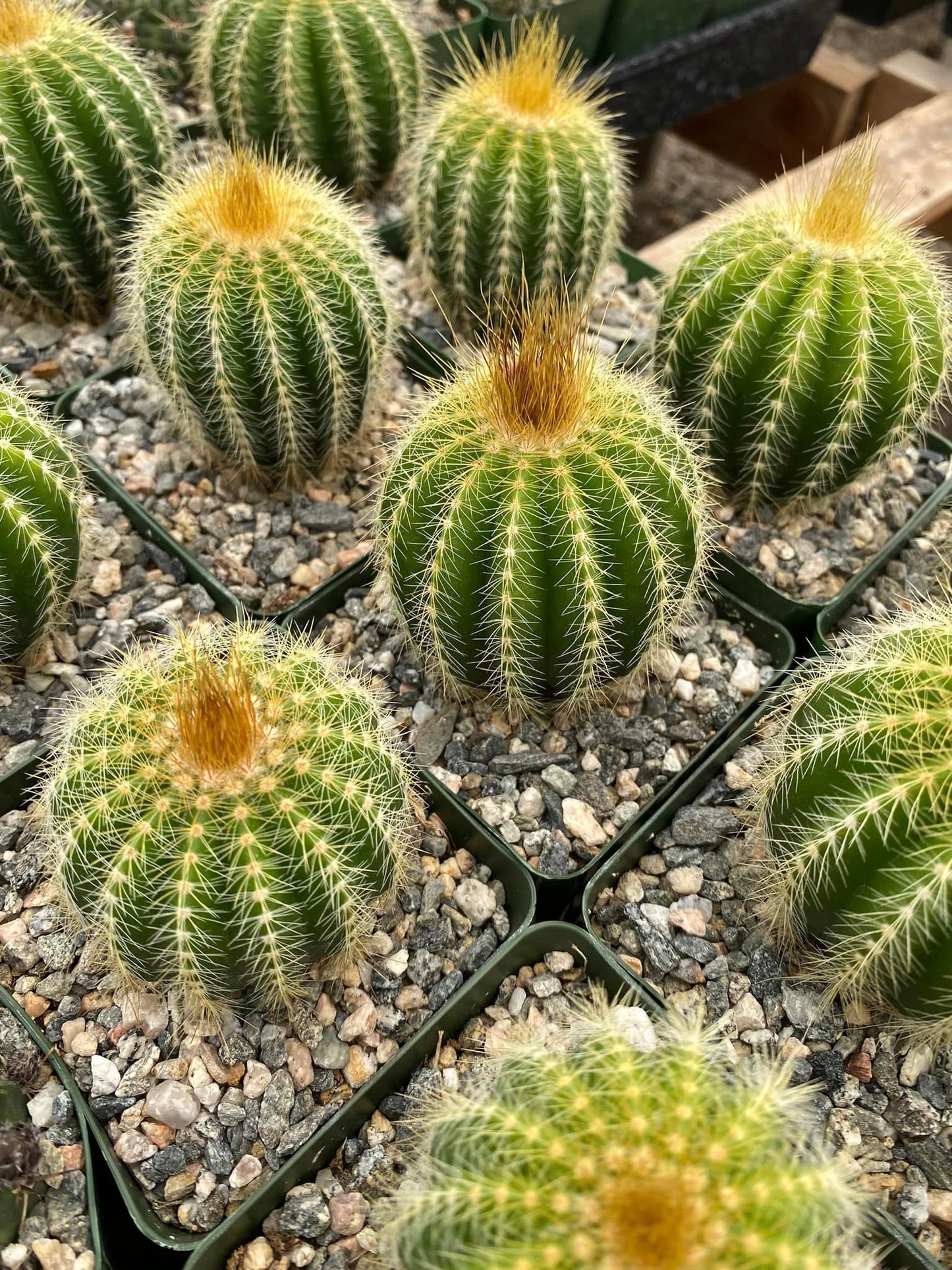 Notocactus warasii