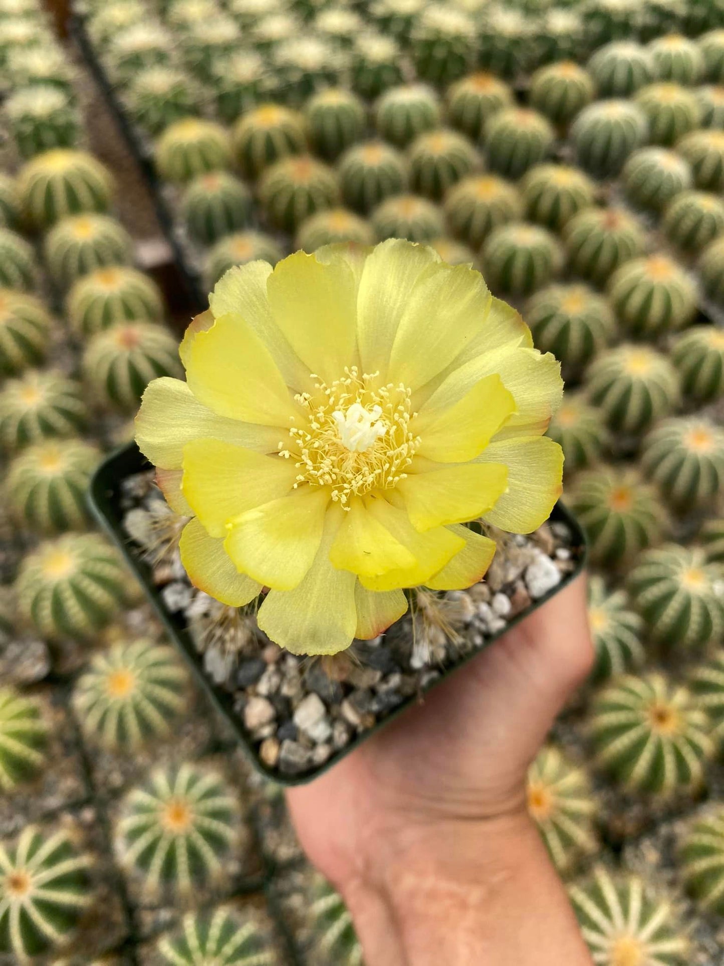 Notocactus magníficus