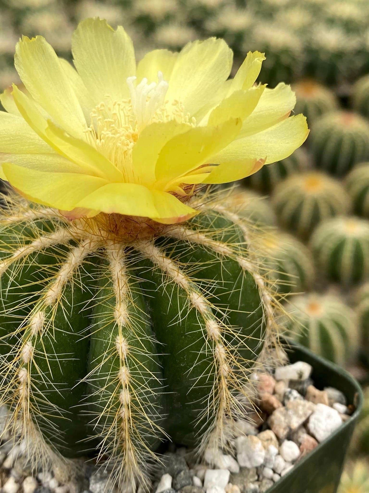 Notocactus magníficus