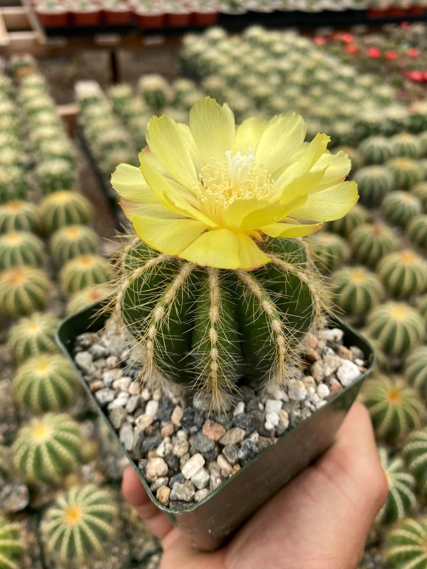 Notocactus magníficus