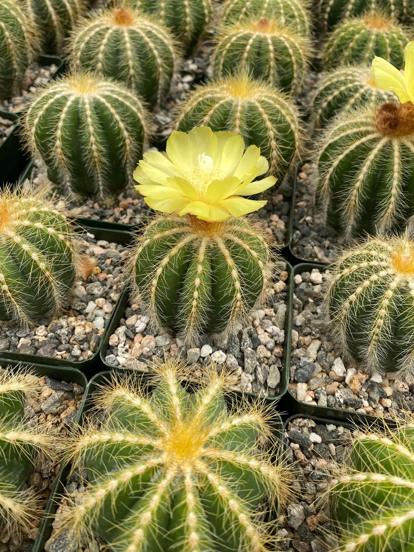 Notocactus magníficus