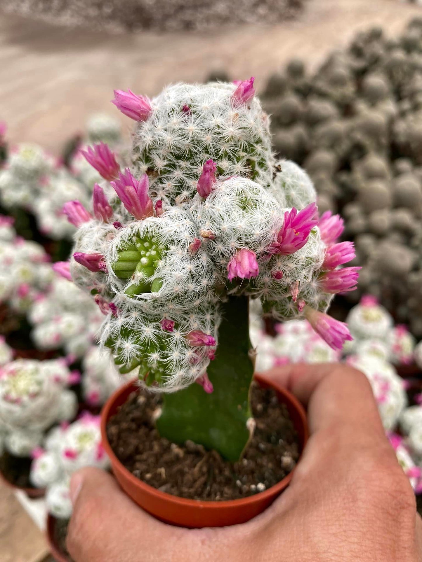 Mammillaria humboldtii