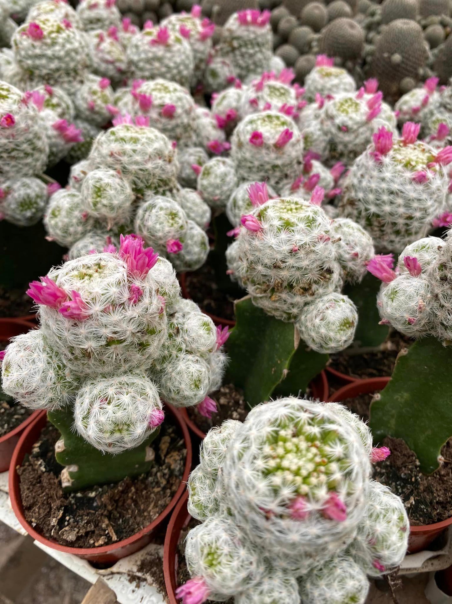 Mammillaria humboldtii