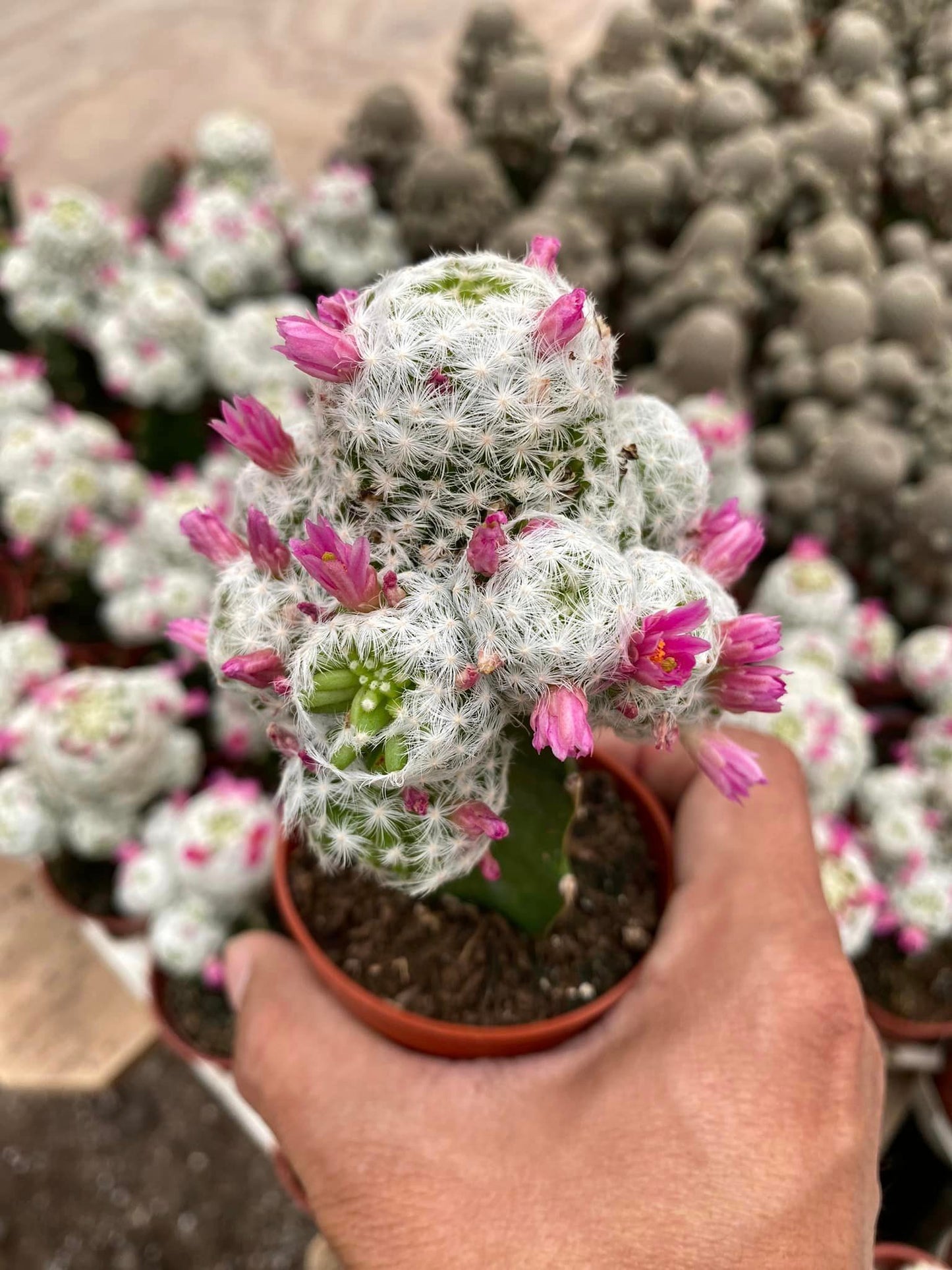 Mammillaria humboldtii