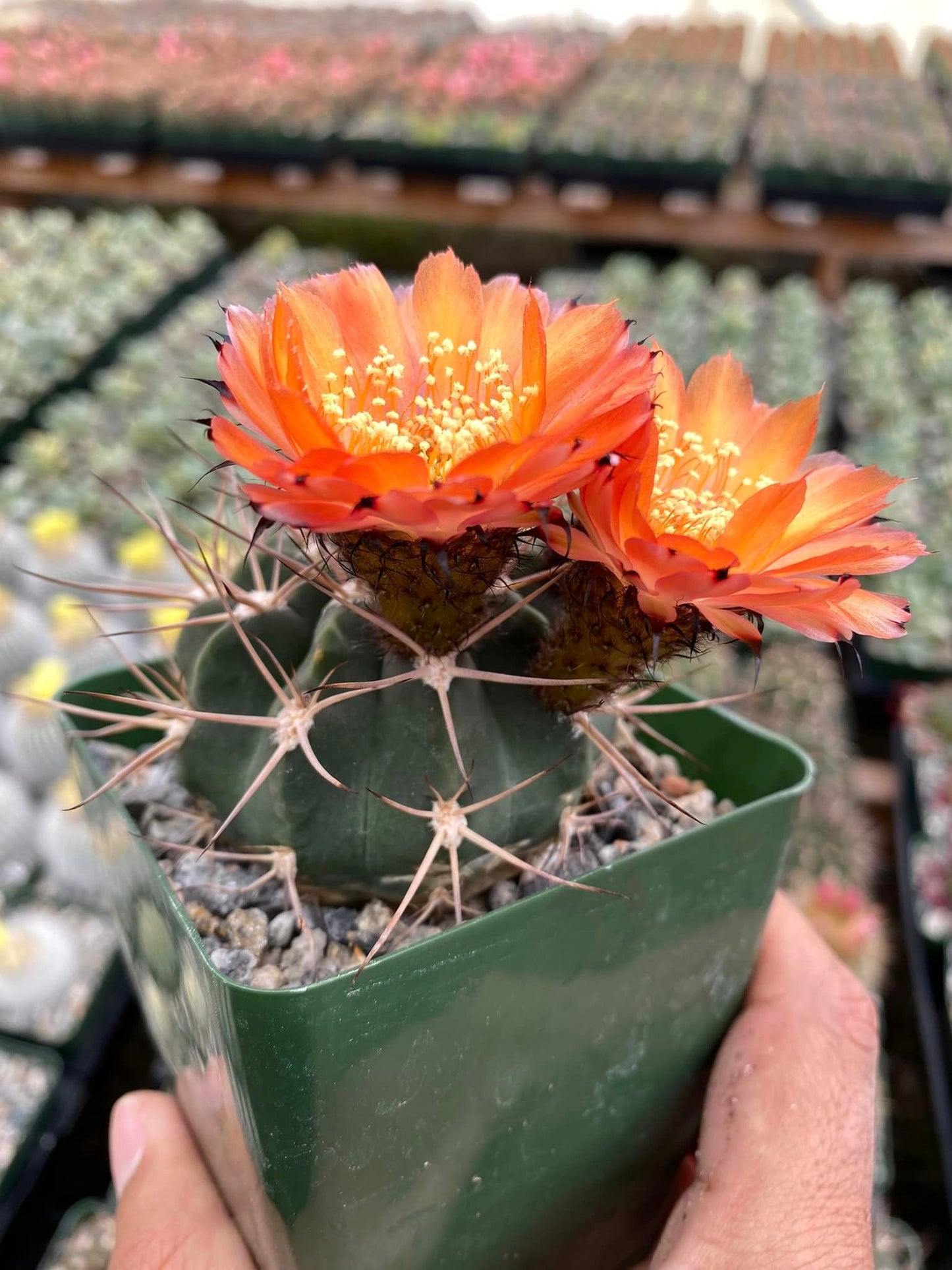 Acanthocalycium hoevenni