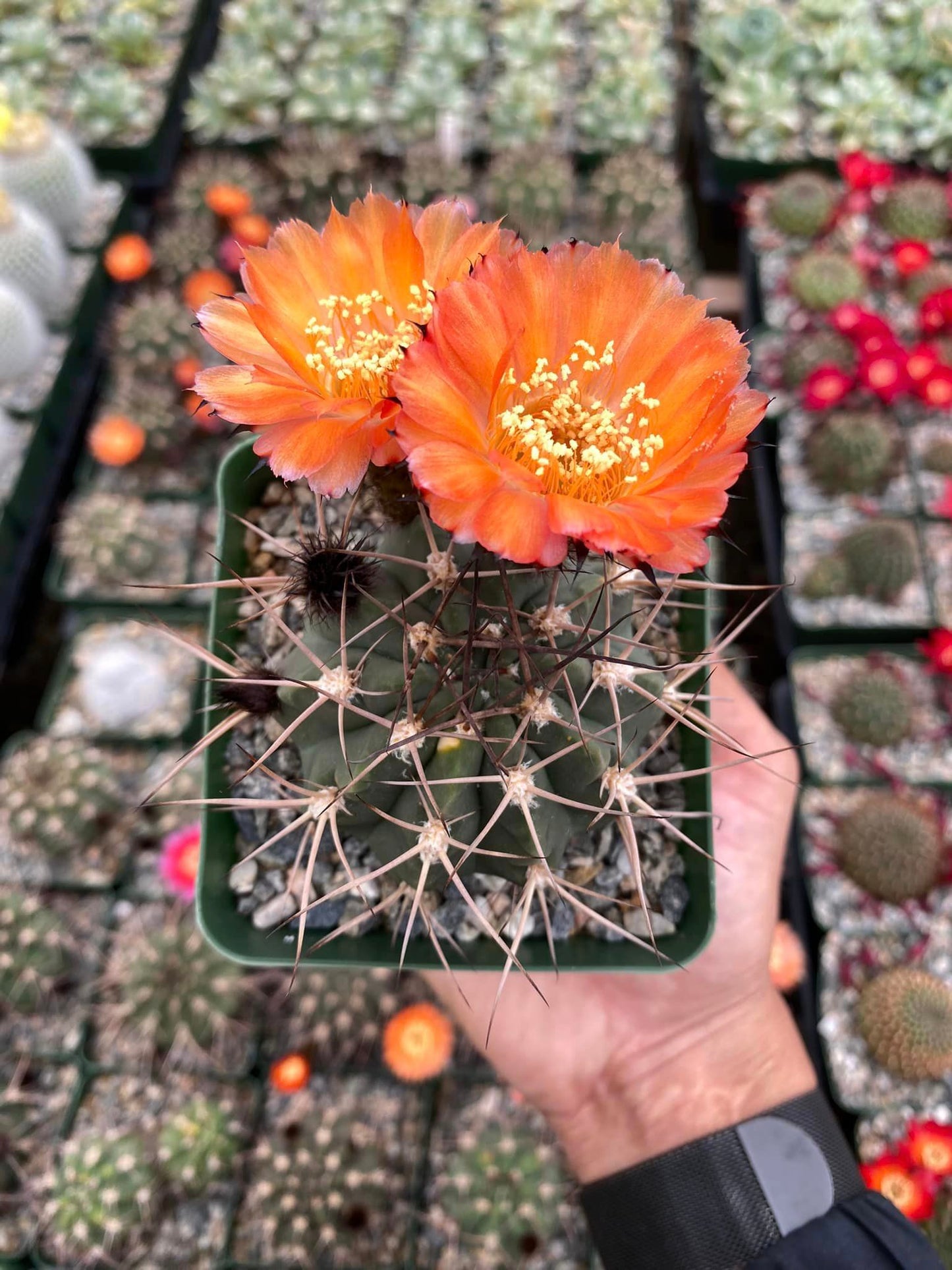 Acanthocalycium hoevenni