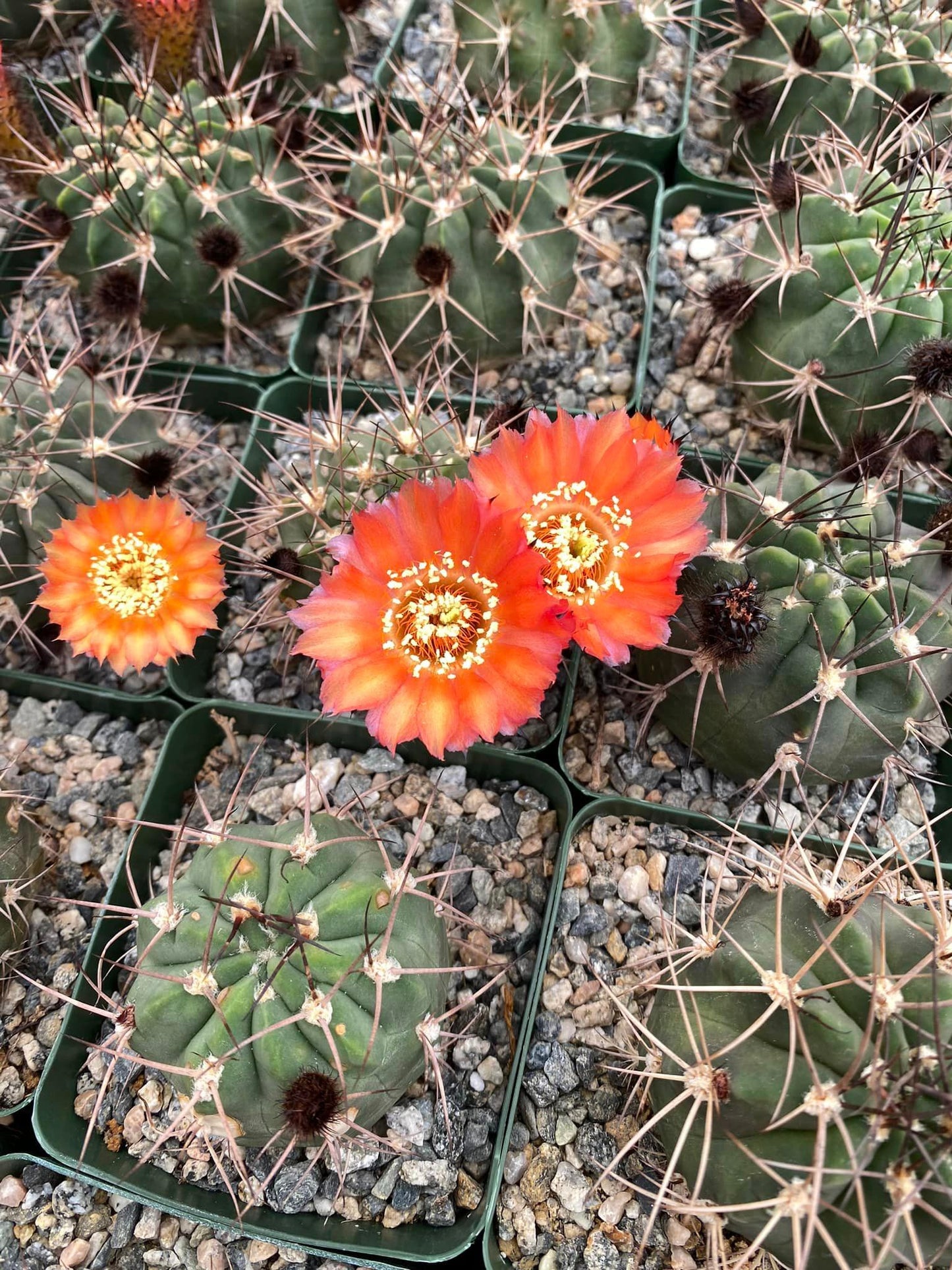 Acanthocalycium hoevenni