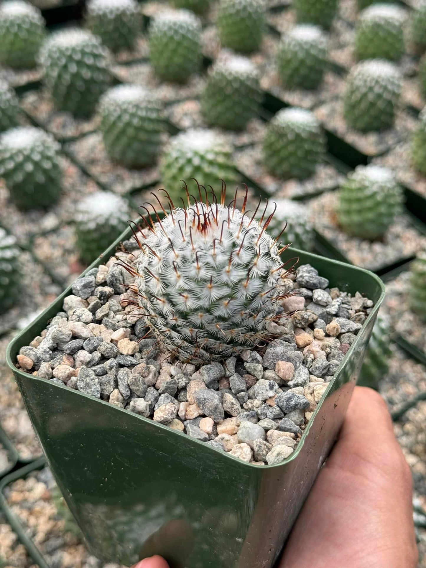 Mammillaria 'Pérez de la Rosa'