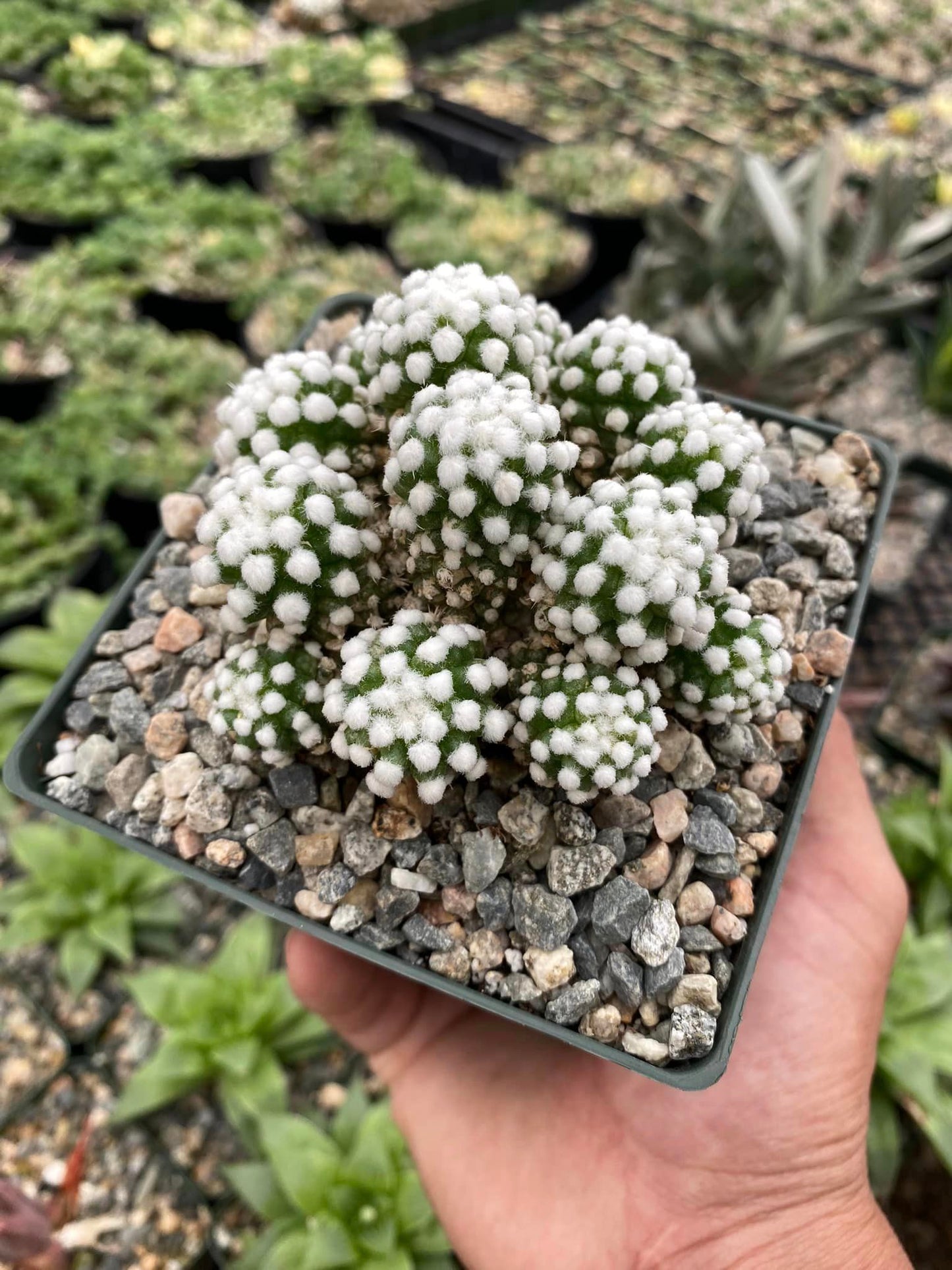 Mammillaria gracilis oruga