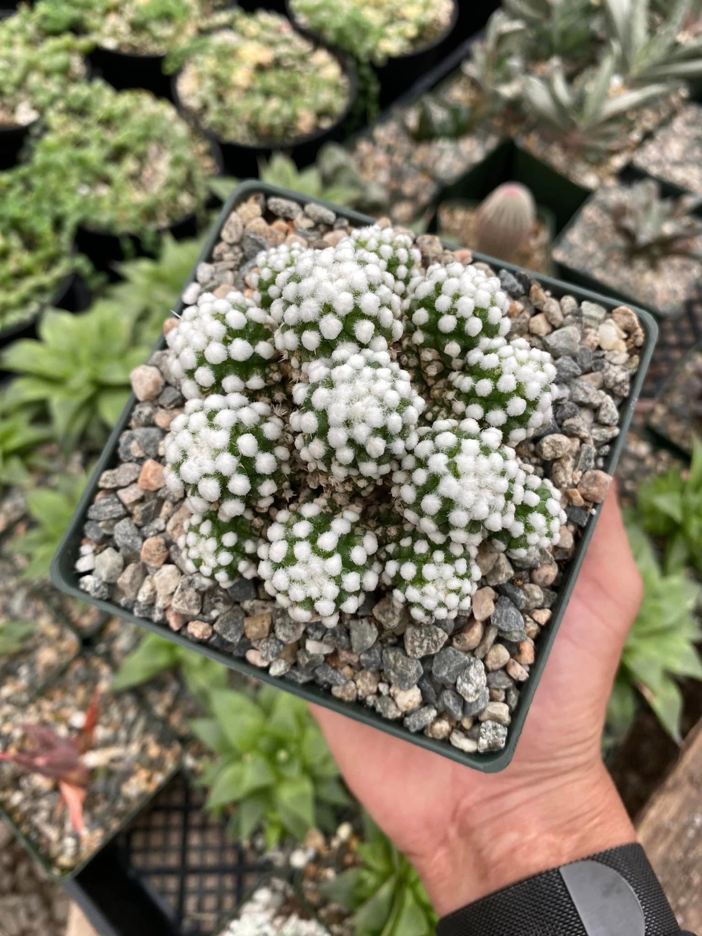 Mammillaria gracilis oruga