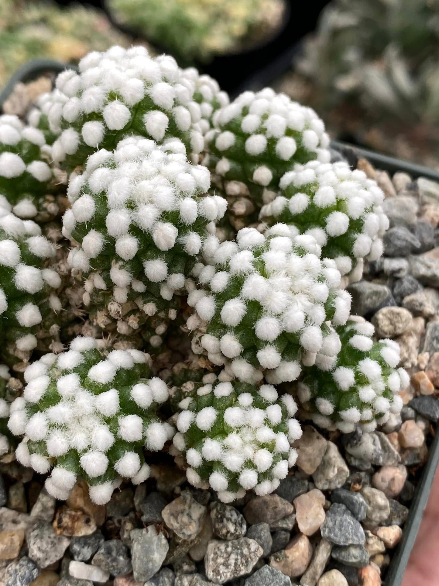 Mammillaria gracilis oruga