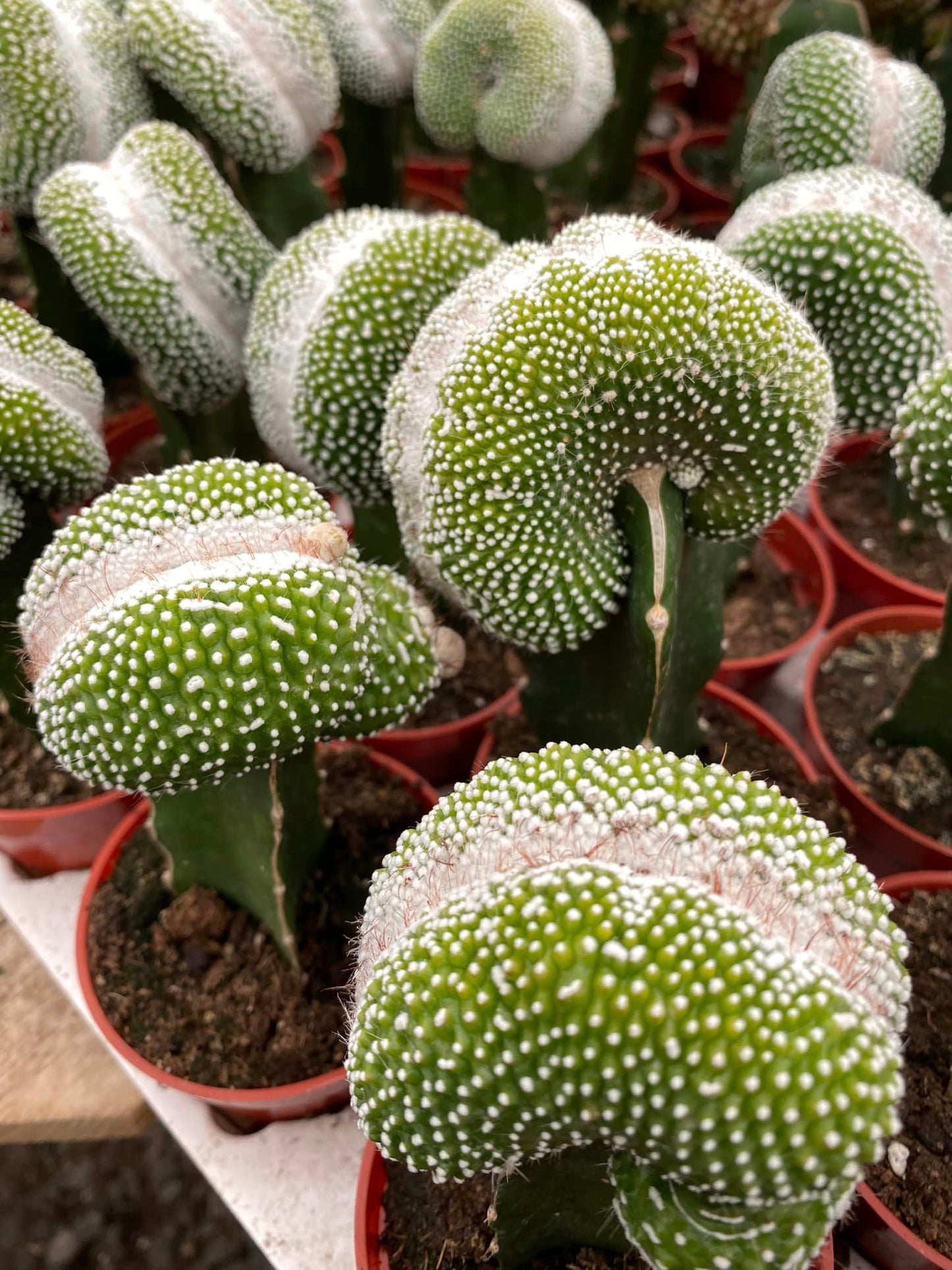 Injerto Notocactus scopa