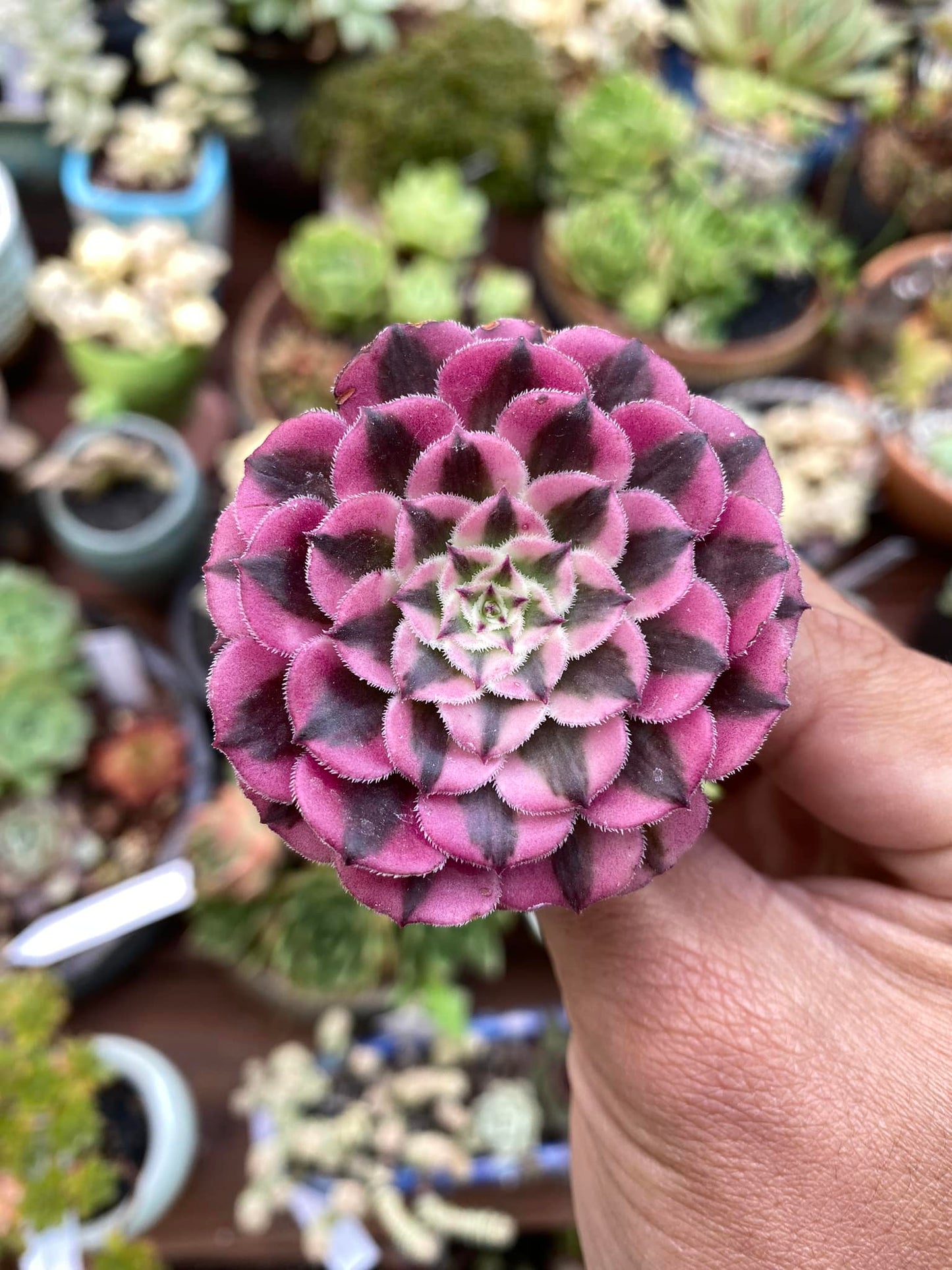 Aeonium Zwarking rose Variegada 1 cabeza