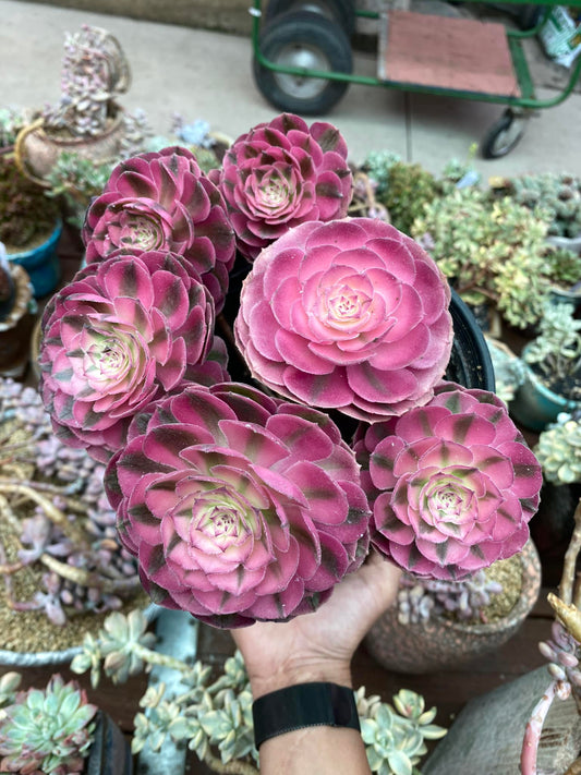 Aeonium quincheng cluster