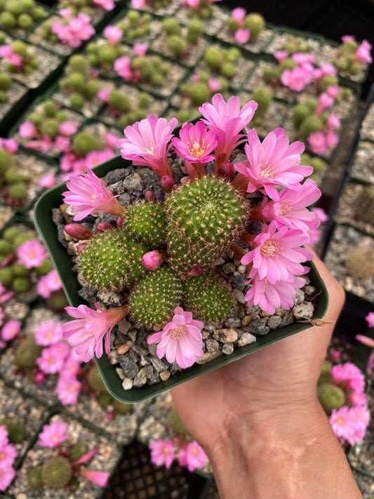 Rebutia perplexa