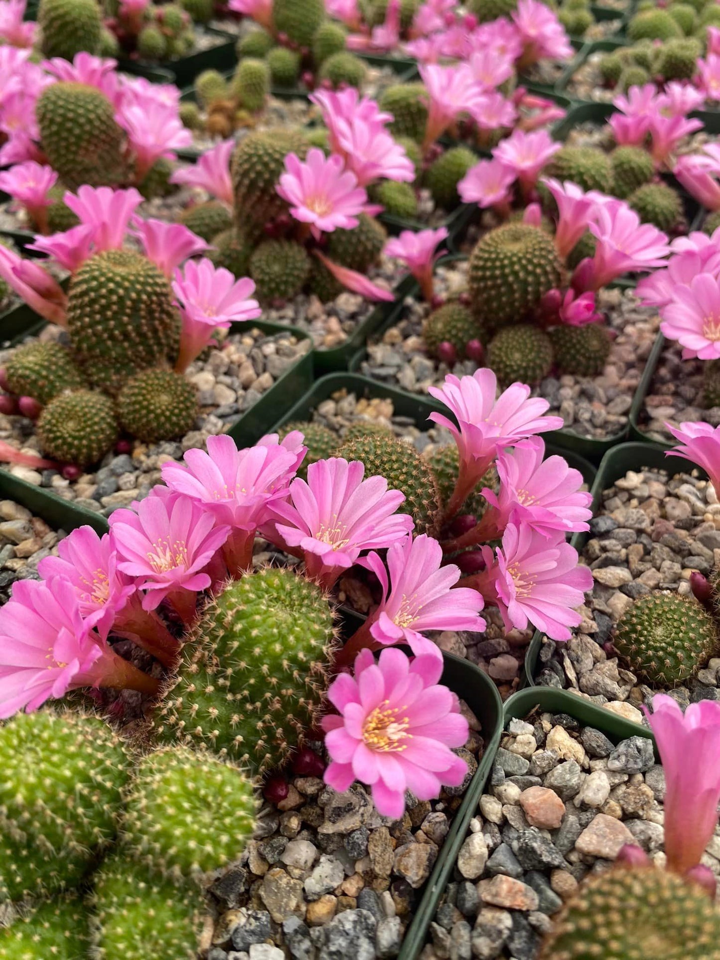 Rebutia perplexa